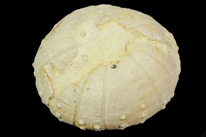 Heterodiadema Fossil Echinoid (Sea Urchin) - Morocco #69822